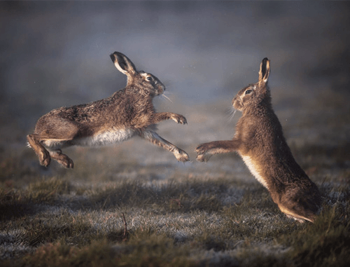 Boxing Hares - Pack of 10 Christmas Cards